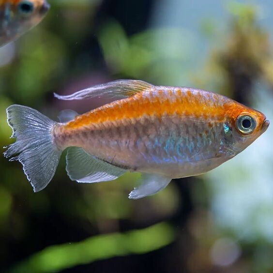 Congo Tetra (1.5 Inches) | Single