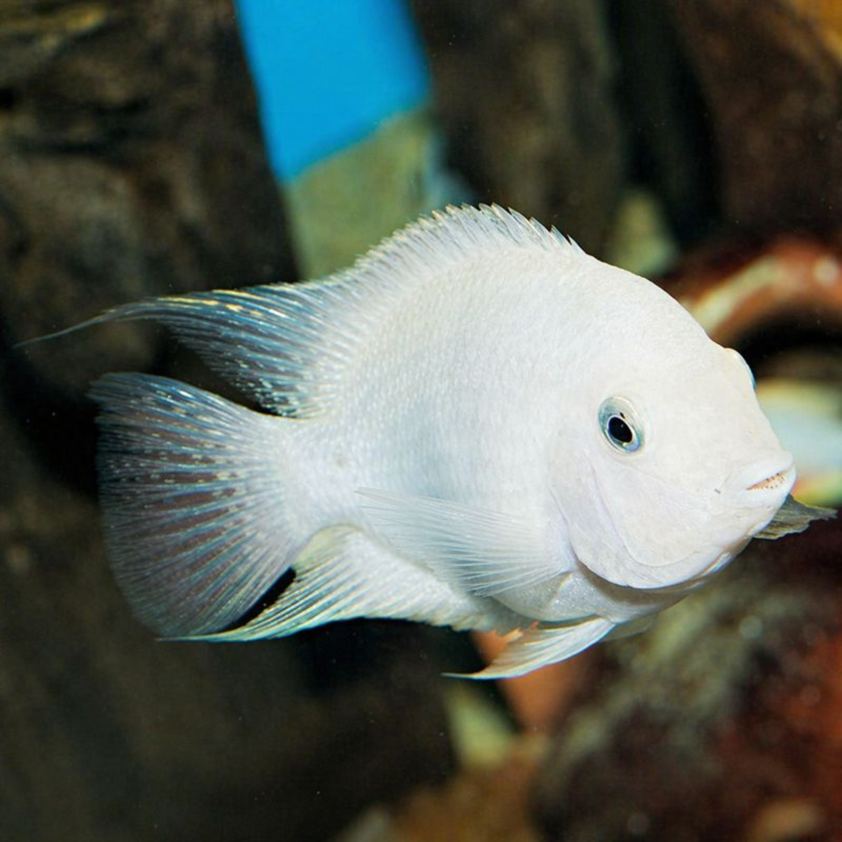Live Fish Convict Cichlid | Single
