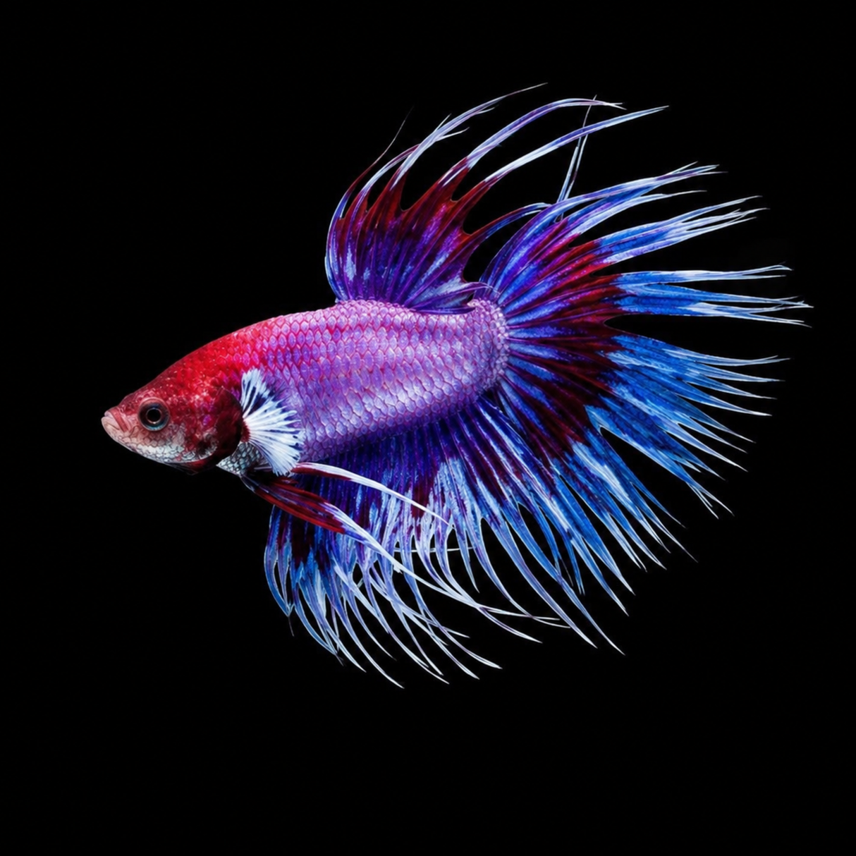 Live Fish Crown Tail Betta Random | Single