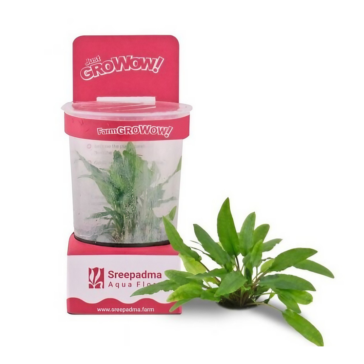 Sreepadma Cryptocoryne Wendtii Green | Live Plant