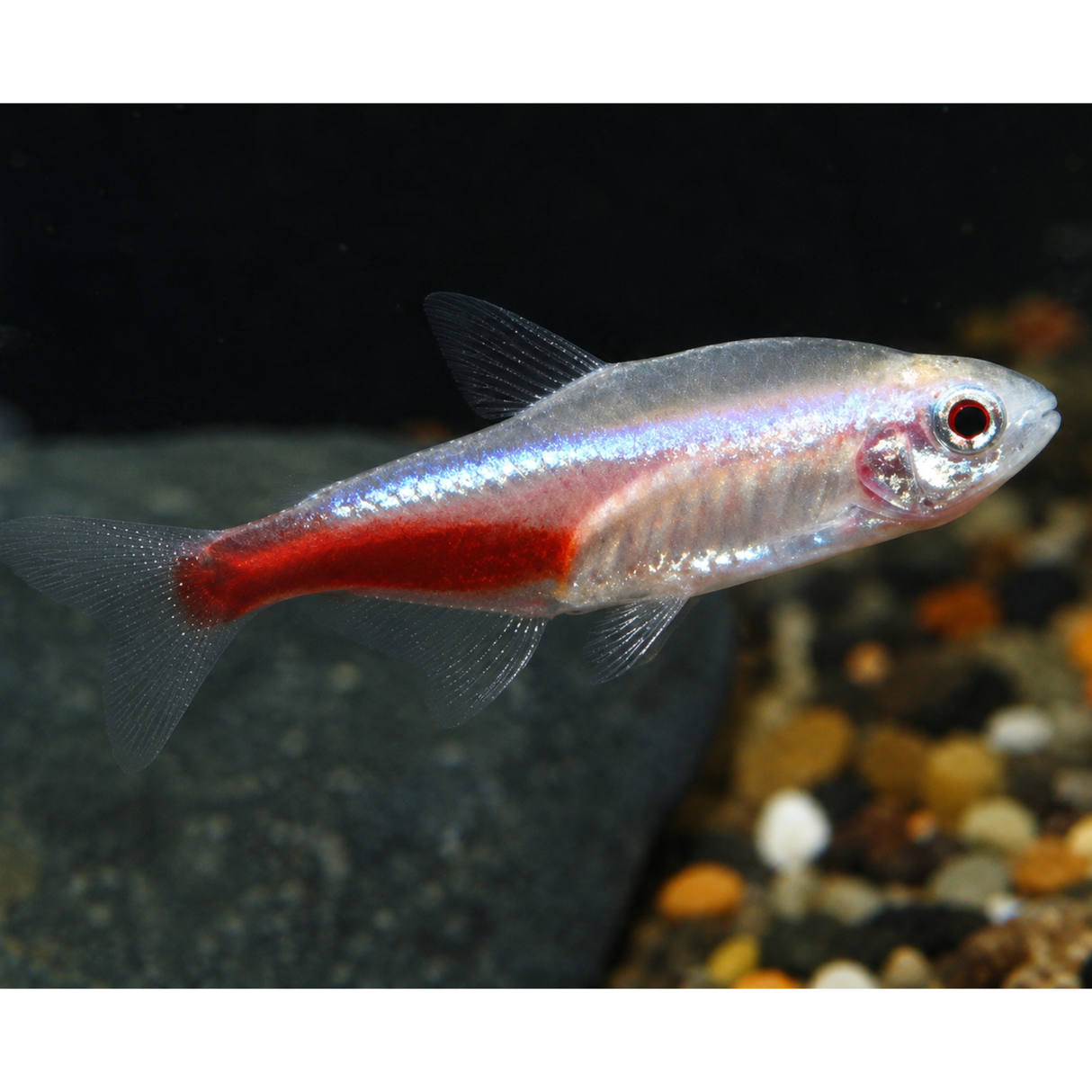 Fish with red and silver body in an aquarium setting