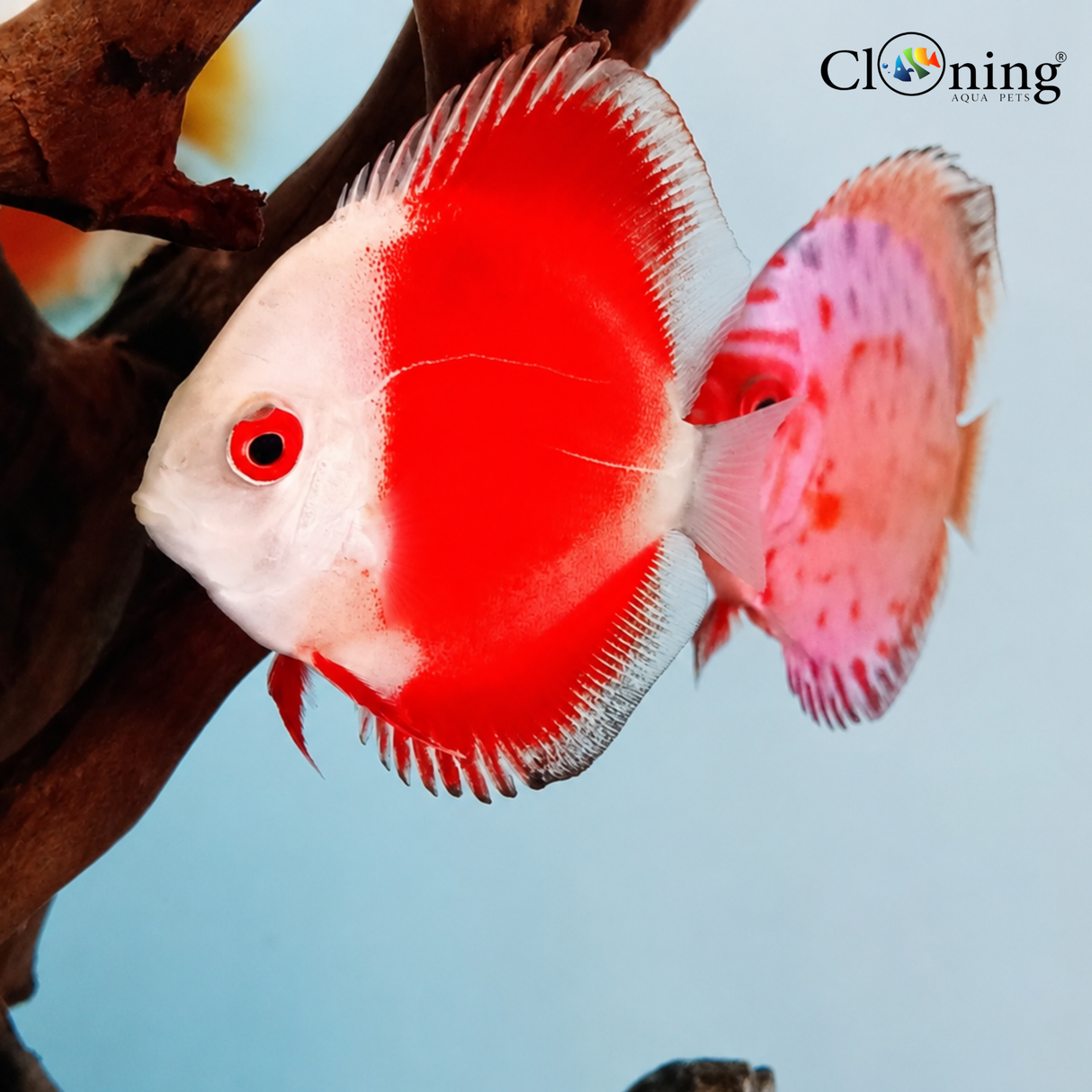 Live Fish Random Discus (6-7 Cms) | Single
