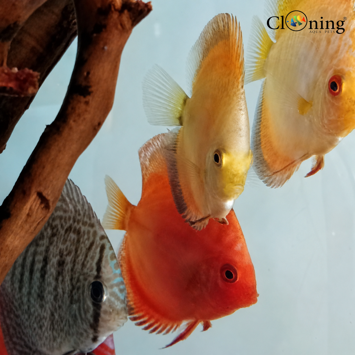 Live Fish Random Discus (6-7 Cms) | Single