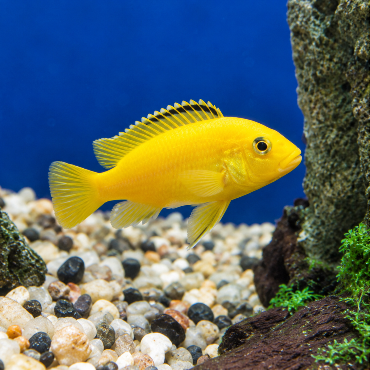 Live Fish African Malawi Electric Yellow Cichlid 3 Inches