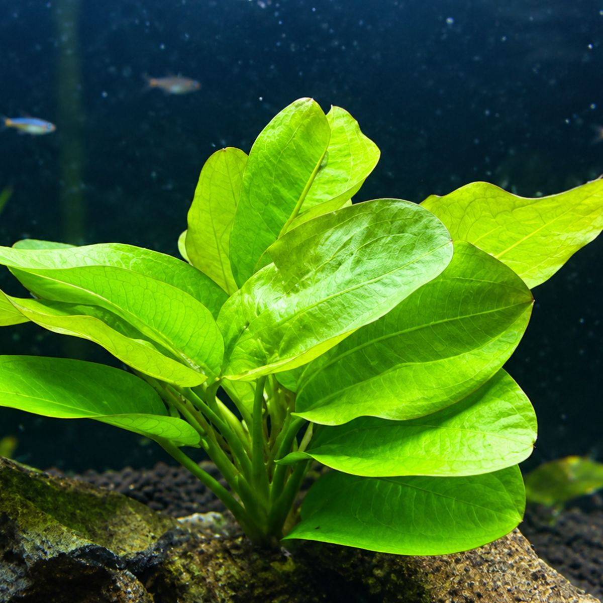 Sreepadma Echinodorus Fancy Twist D56TC | TC Live Plants