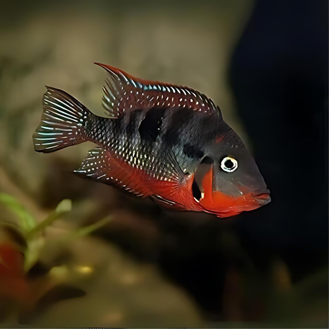 Fire Mouth (2-2.5 Inches) | Single