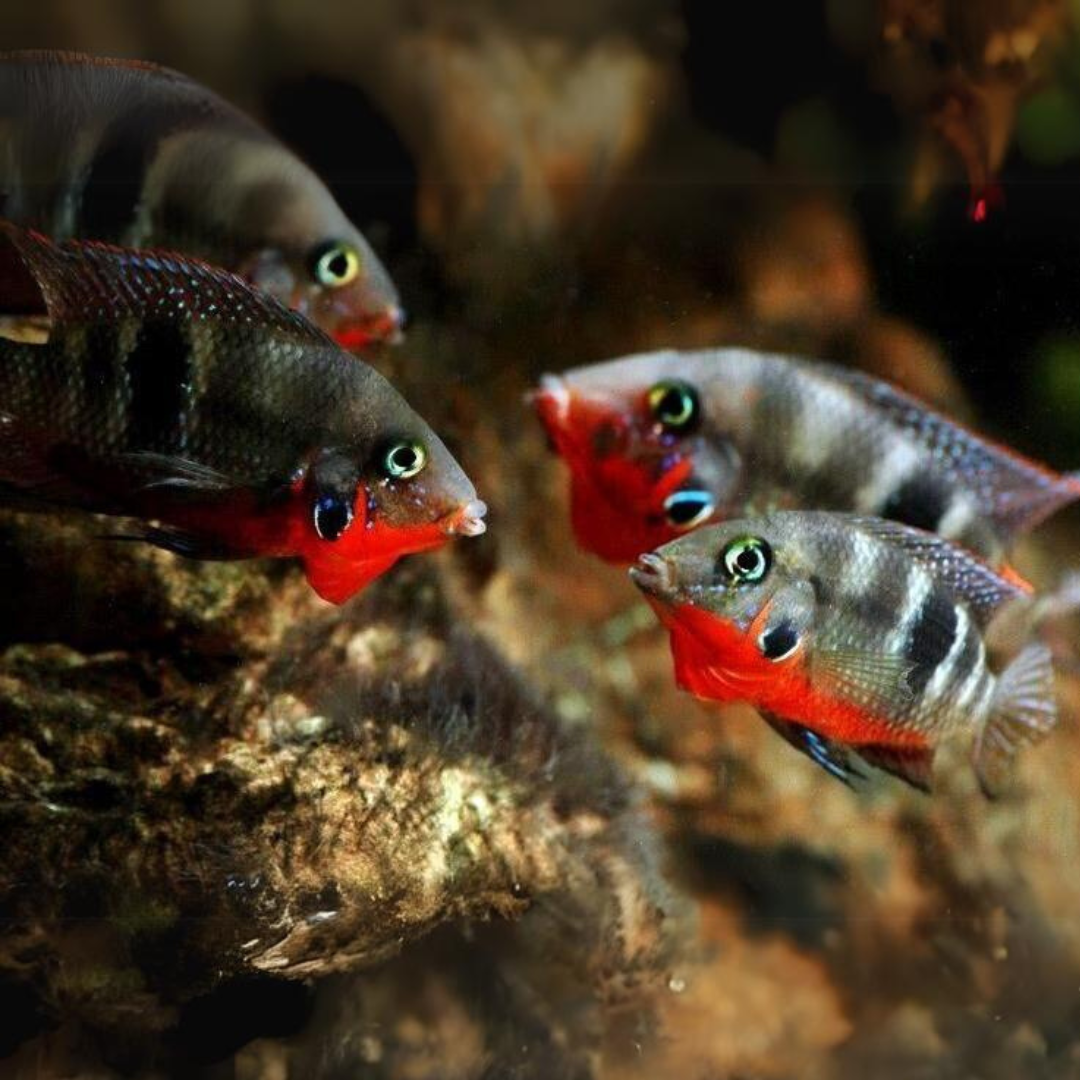 Fire Mouth (2-2.5 Inches) | Single