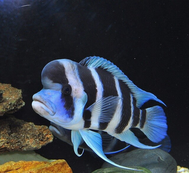 Live Fish Frontosa (3 inches) | Single