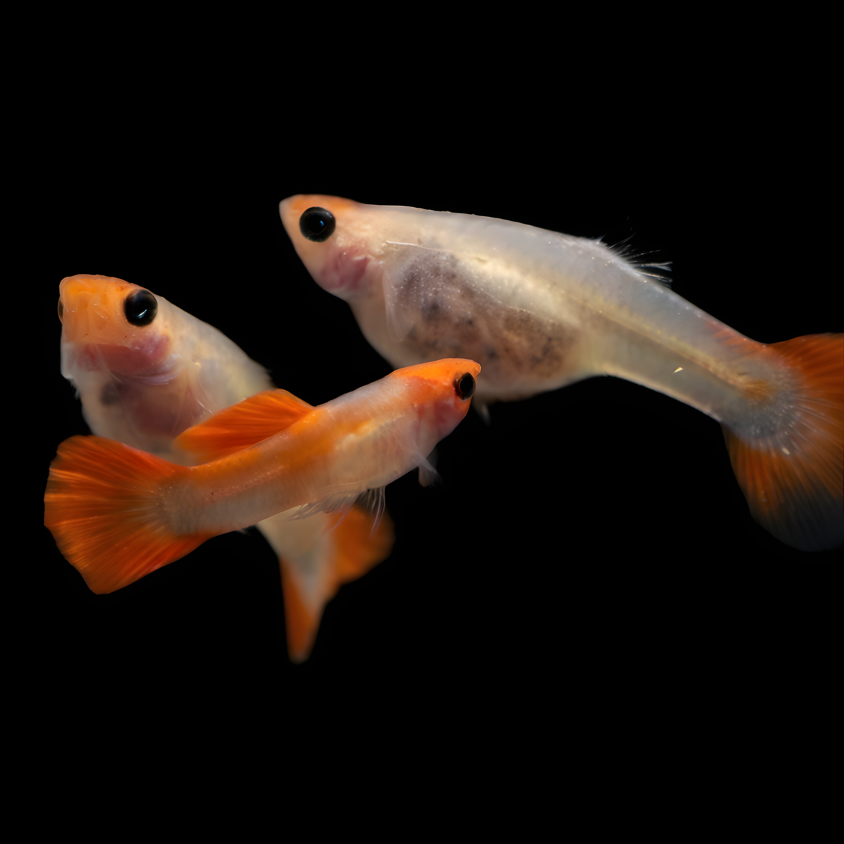 Live Fish Guppy Koi Glass Belly
