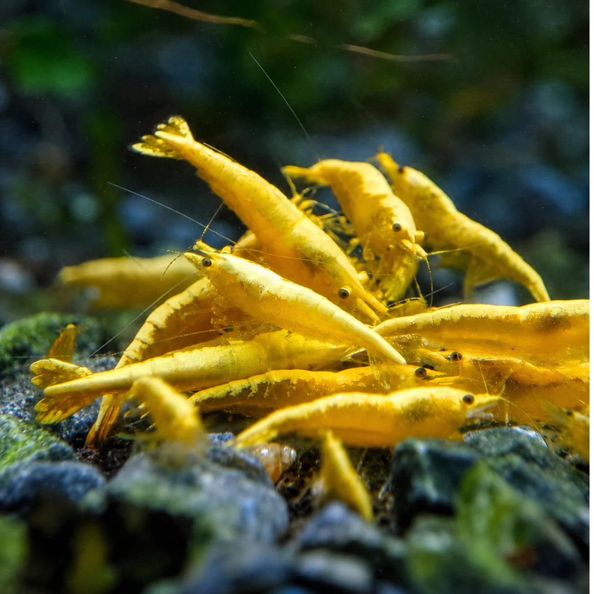 Live Fish Shrimp Golden Back Yellow Adult