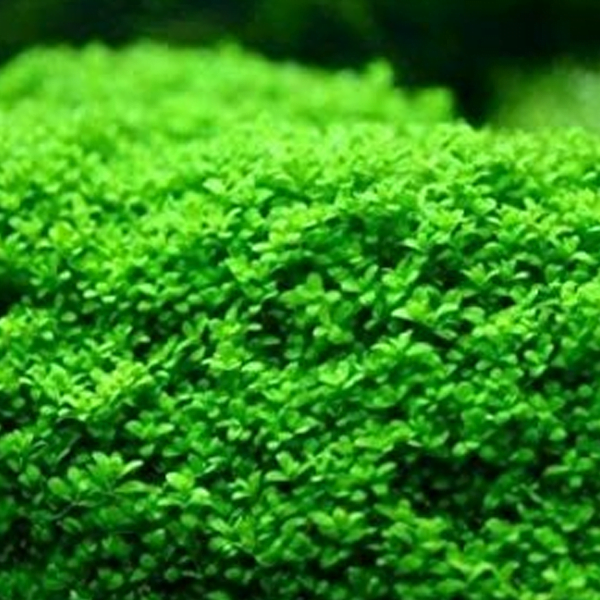 ADA IC008 ಹೆಮಿಯಾಂತಸ್ ಕ್ಯಾಲಿಟ್ರಿಕೋಯಿಡ್ಸ್ ಕ್ಯೂಬಾ | ಅಕ್ವೇರಿಯಂ ಲೈವ್ ಸಸ್ಯಗಳು