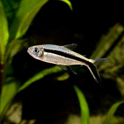 Hockey Stick | Planted Tank Fish | Single