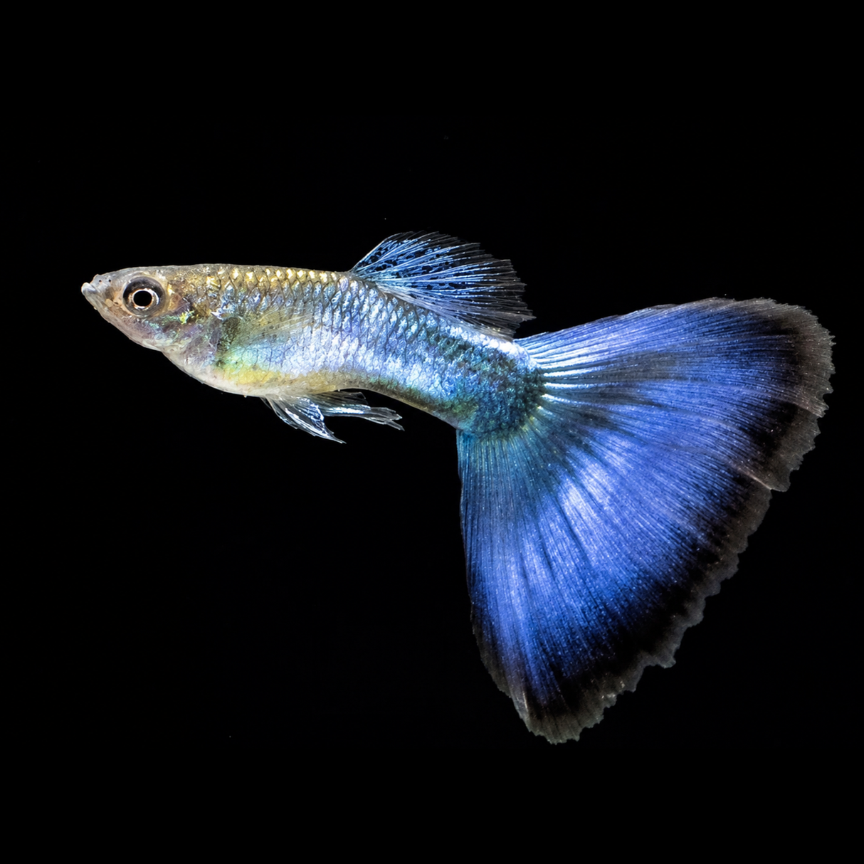 Live Fish Japanese Blue Tail