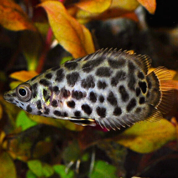 Leopard Gourami (2-3 Cms) | Single