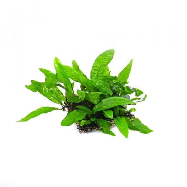 2 ಅಡಿ ಅಕ್ವೇರಿಯಂ ಟ್ಯಾಂಕ್ | ಗಾತ್ರ L*W*H = *60*40*40cm | ಅಲ್ಟ್ರಾ ಕ್ಲಿಯರ್ | 8ಮಿ.ಮೀ