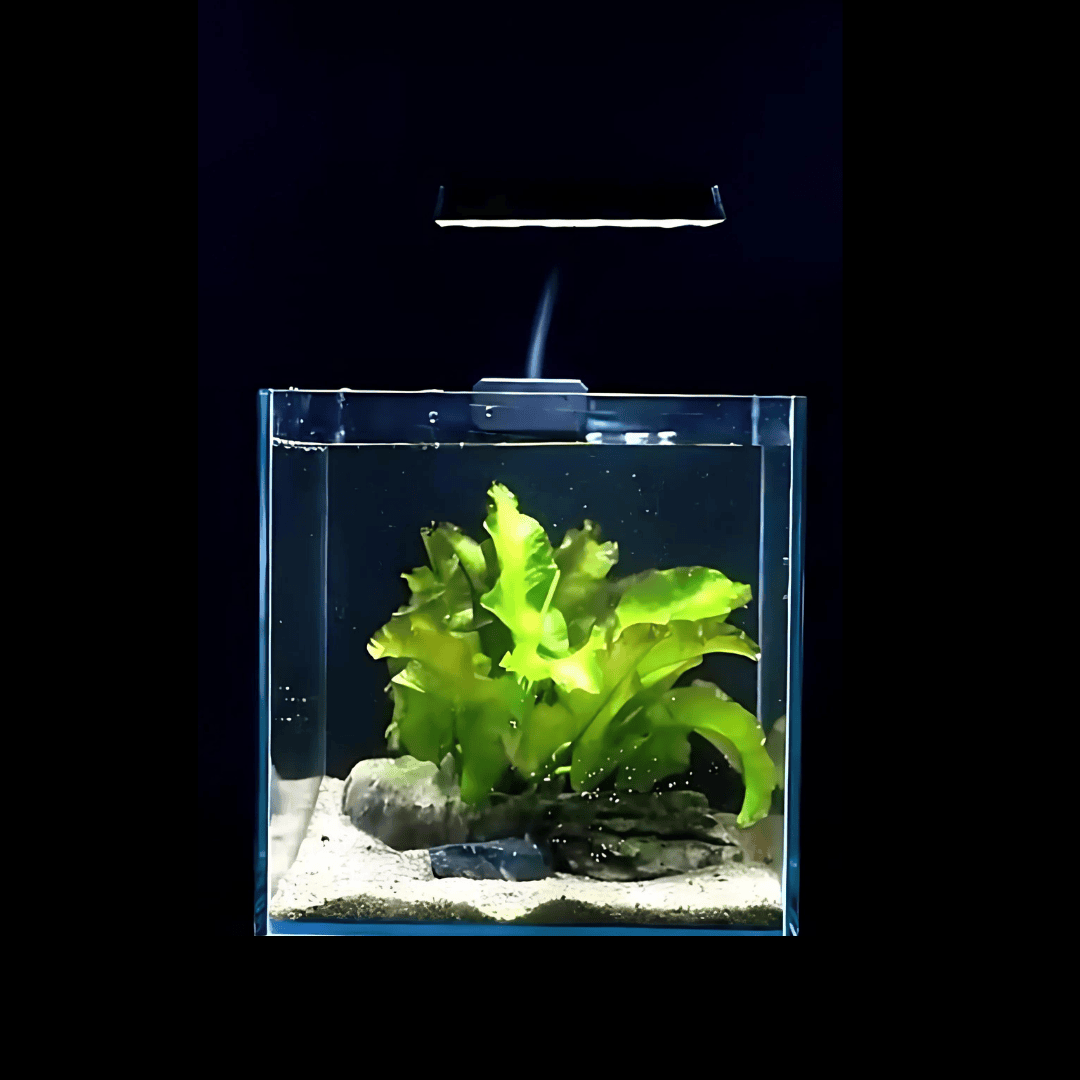 2 ಅಡಿ ಅಕ್ವೇರಿಯಂ ಟ್ಯಾಂಕ್ | ಗಾತ್ರ L*W*H = *60*40*40cm | ಅಲ್ಟ್ರಾ ಕ್ಲಿಯರ್ | 8ಮಿ.ಮೀ