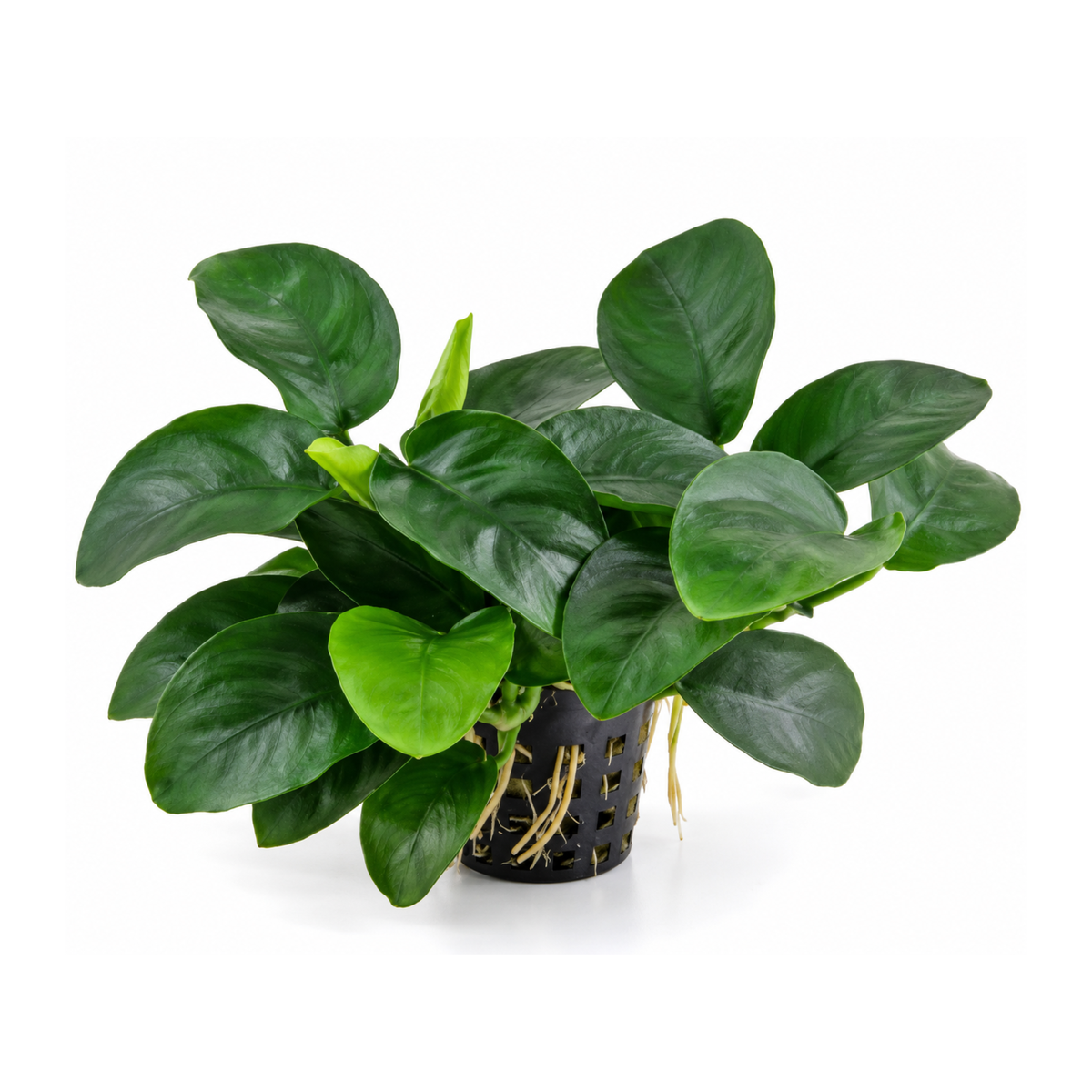 Sreepadma Anubias Nana Long Wavy | Pot Live Plant