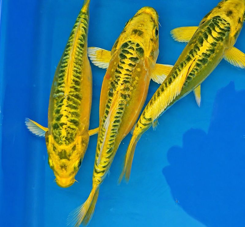 Live Fish Yellow Japanese Blood Line Koi