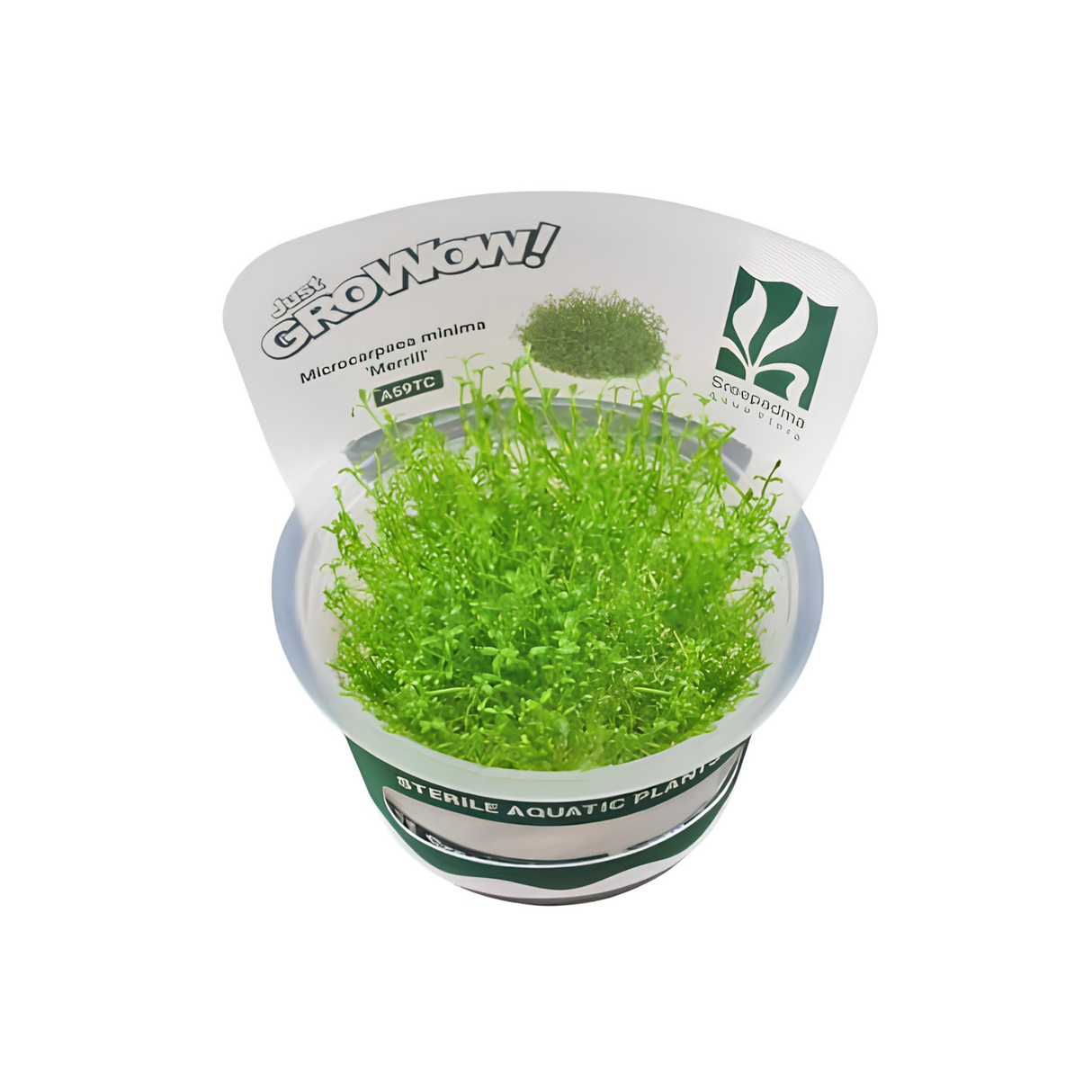 Sreepadma A59 Microcarpea minima merrill | TC Live Plants