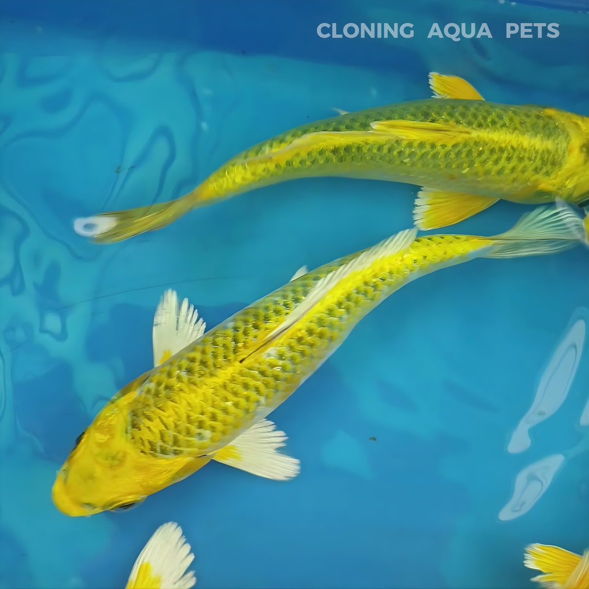 Live Fish Yellow Japanese Blood Line Koi