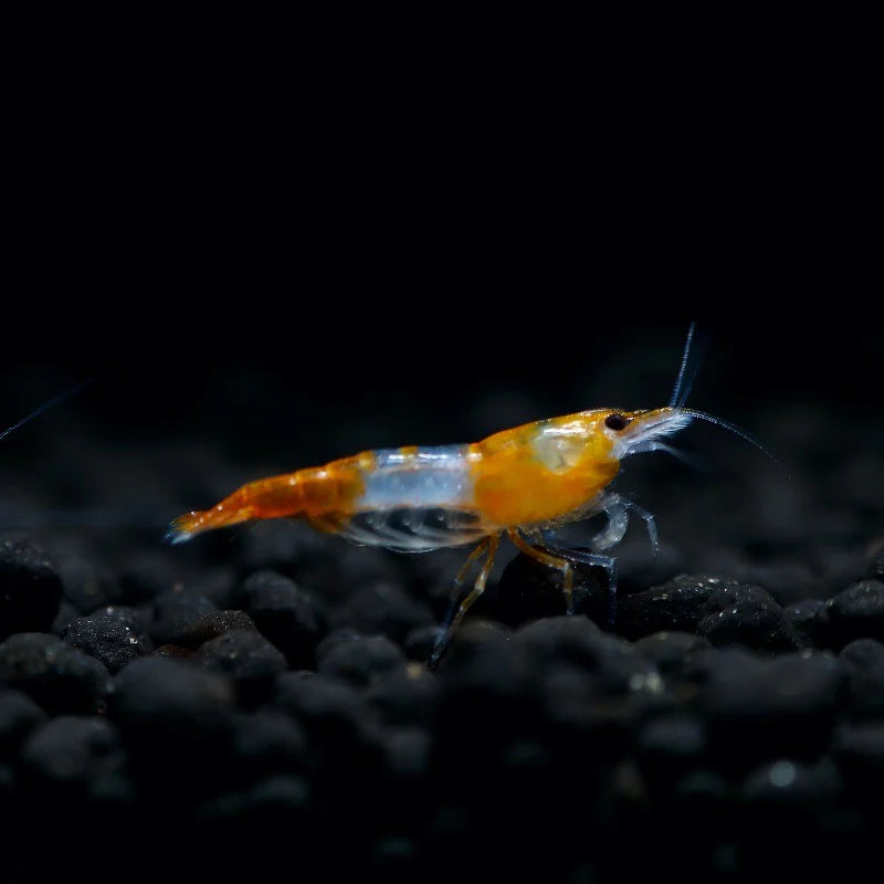 Shrimp Orange Rili | Single