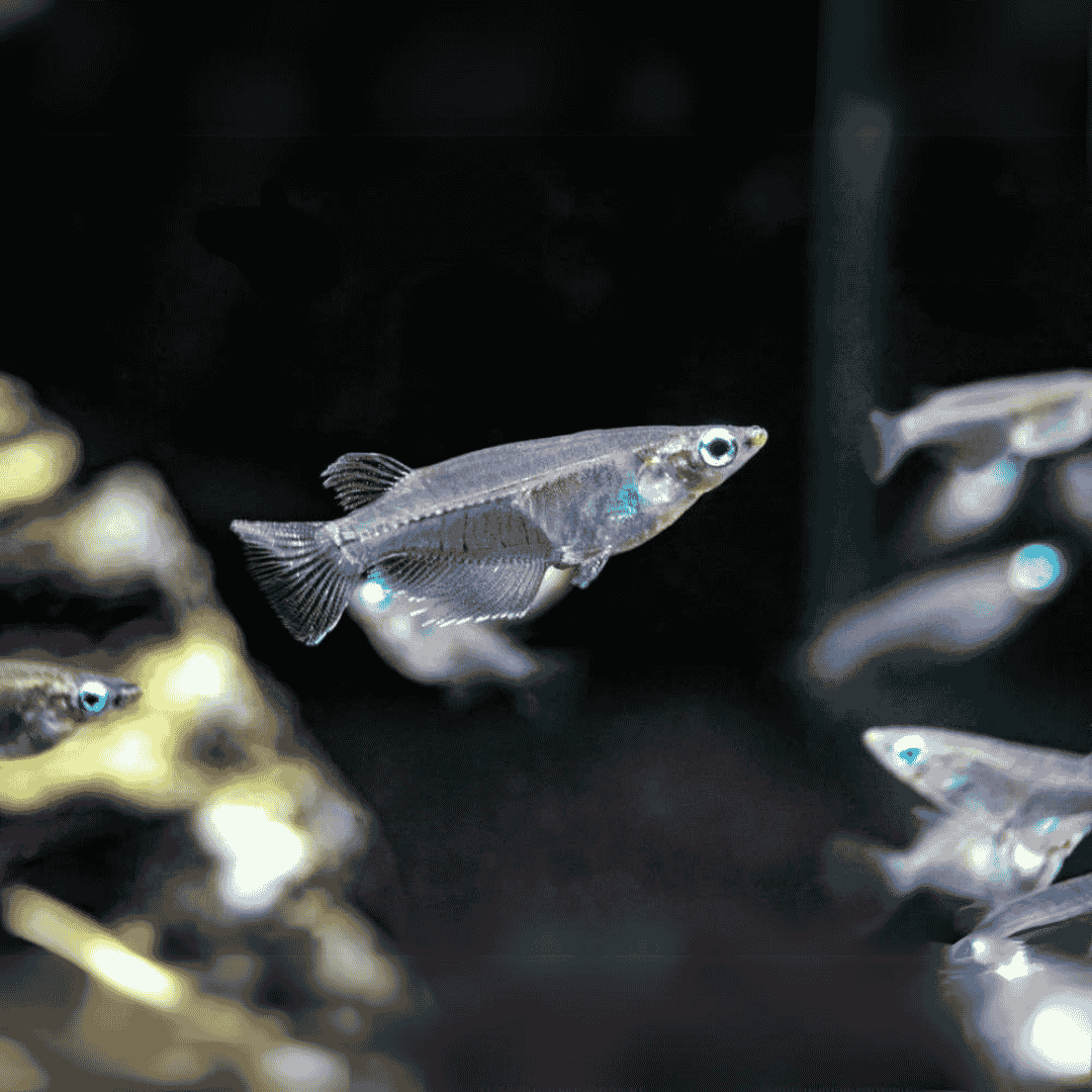 Oryzias Dancena (Indian Lamp Eye) | Single