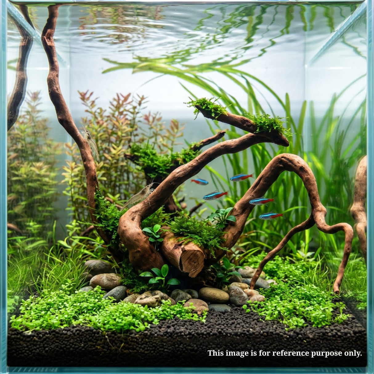 Premium Drift Wood PD-11 | L*W*H = 28*7*15 Inches