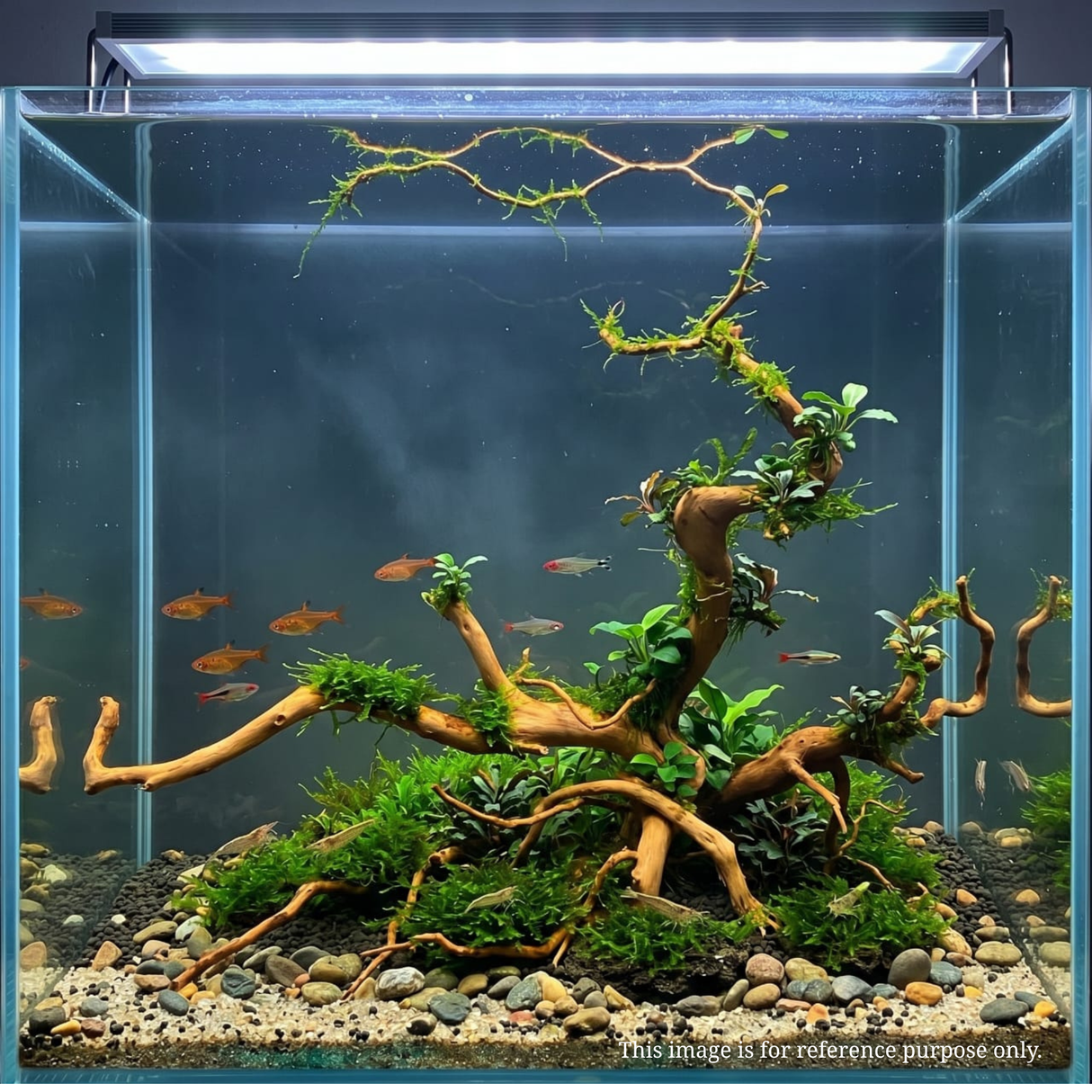 Premium Drift Wood PD-12 | L*W*H = 26*13*8 Inches