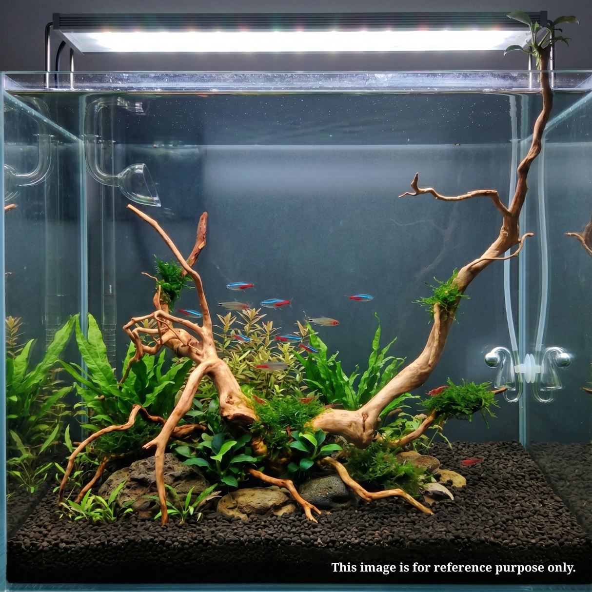 Premium Drift Wood PD-22 | L*W*H = 30*22*15 Inches