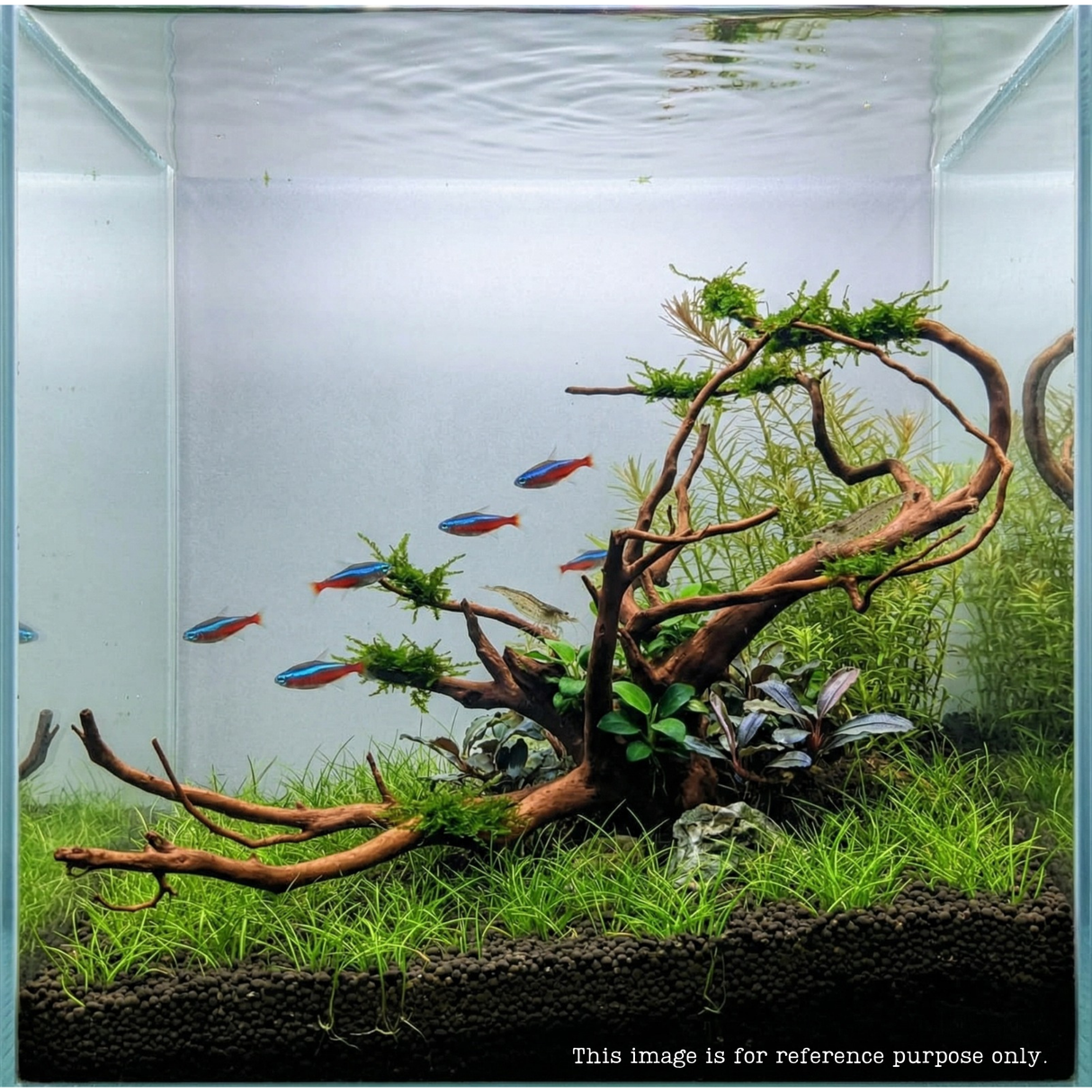 Premium Drift Wood - PD24 | L*W*H = 26*21*14 Inches