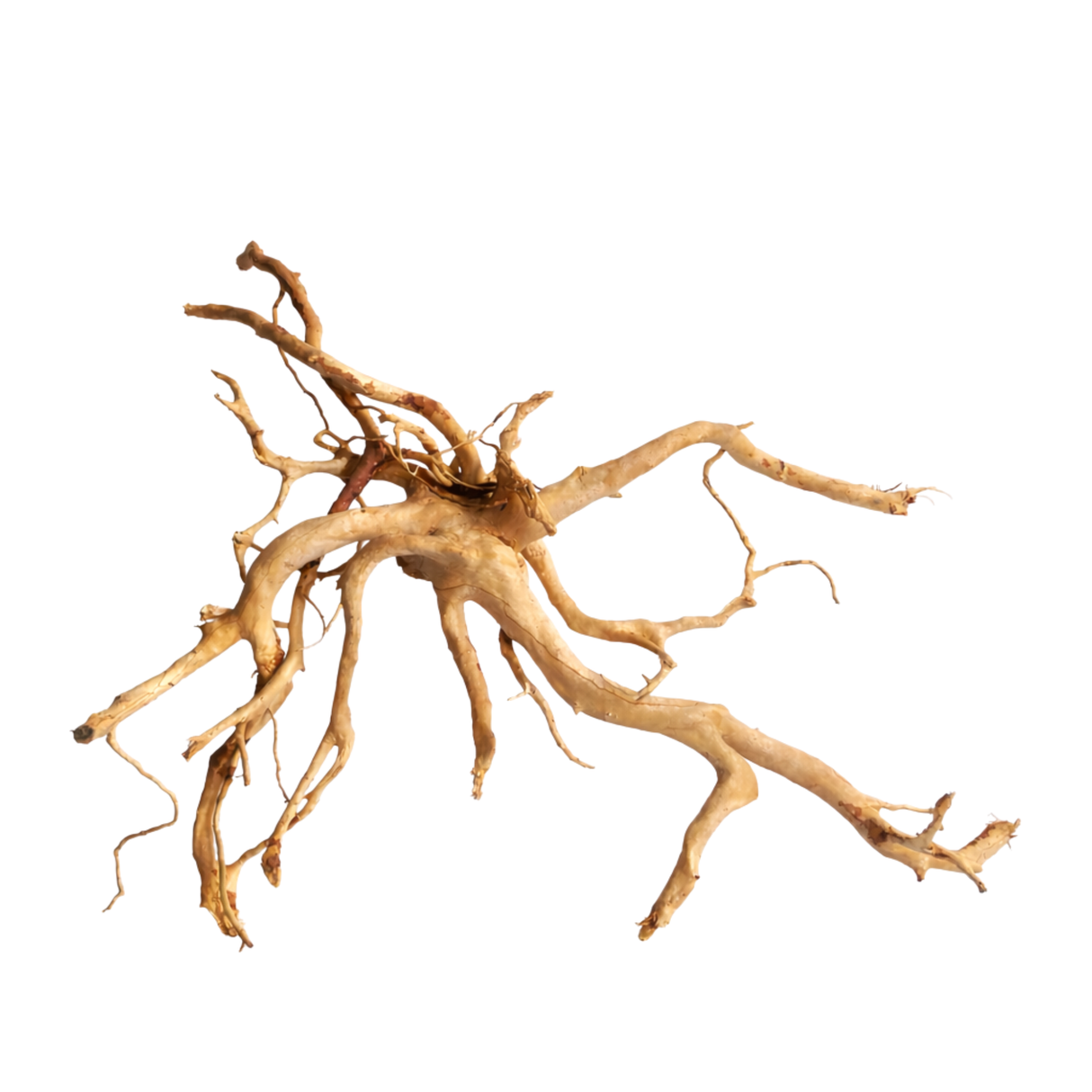 Premium Drift Wood - PD 28 | L*W*H = 26*12*19 Inches
