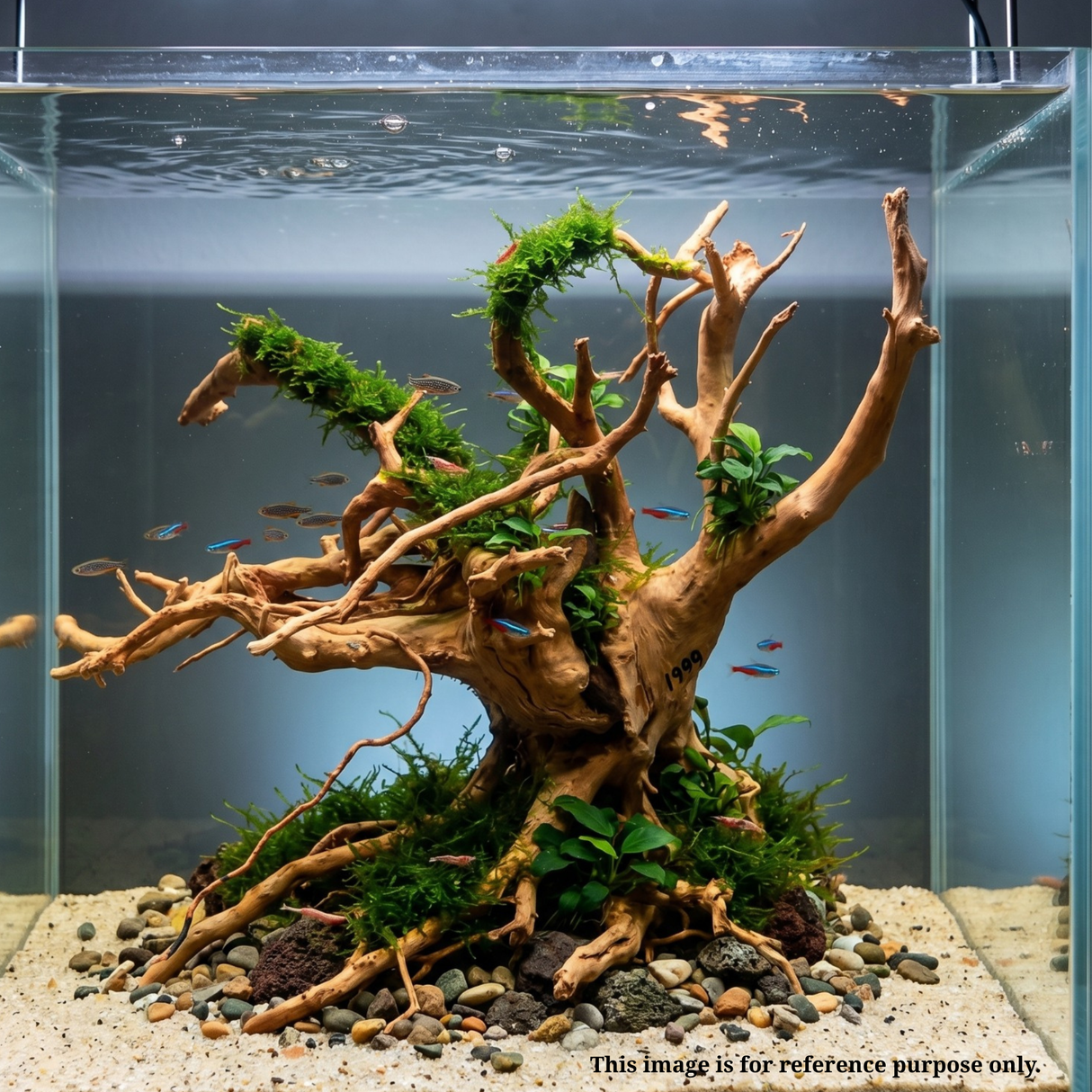 Premium Drift Wood PD-29 | L*W*H = 19*14*9 Inches