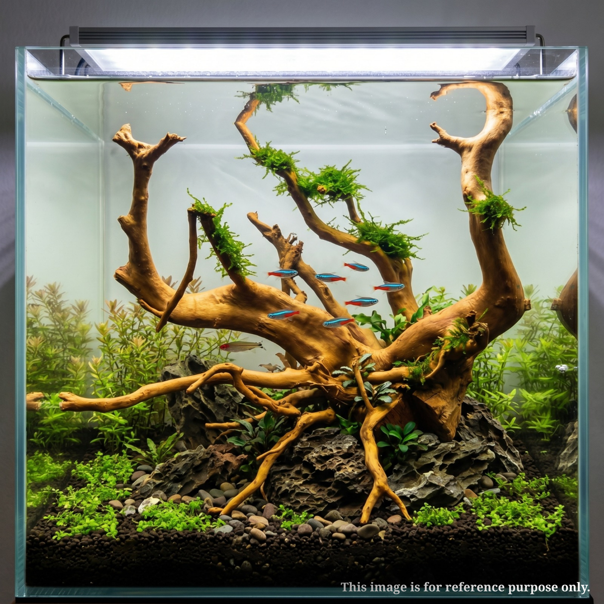 Premium Drift Wood PD-3 | L*W*H = 24*19*14 Inches