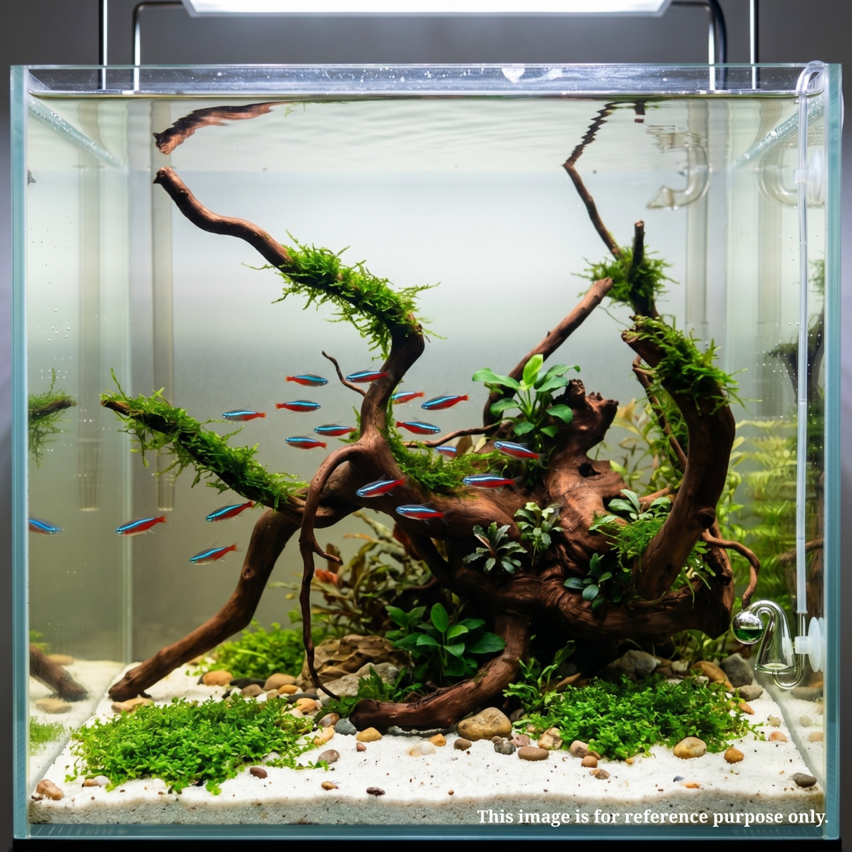 Premium Drift Wood PD-30 | L*W*H = 15*10*13 Inches
