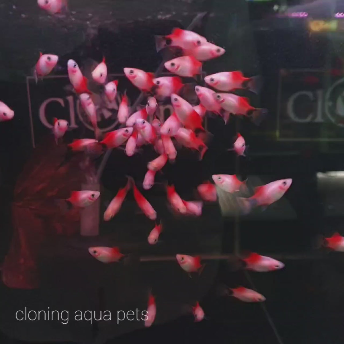 Red Top Mickey Mouse Platy Single – cloningaquapets