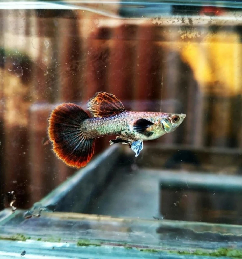 Live Fish Guppy Magenta Big Ear