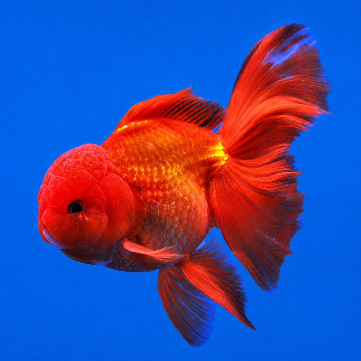 Live Fish Gold