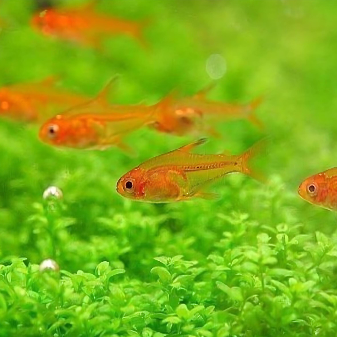 Red Ember Tetra Planted Tank Fish Single