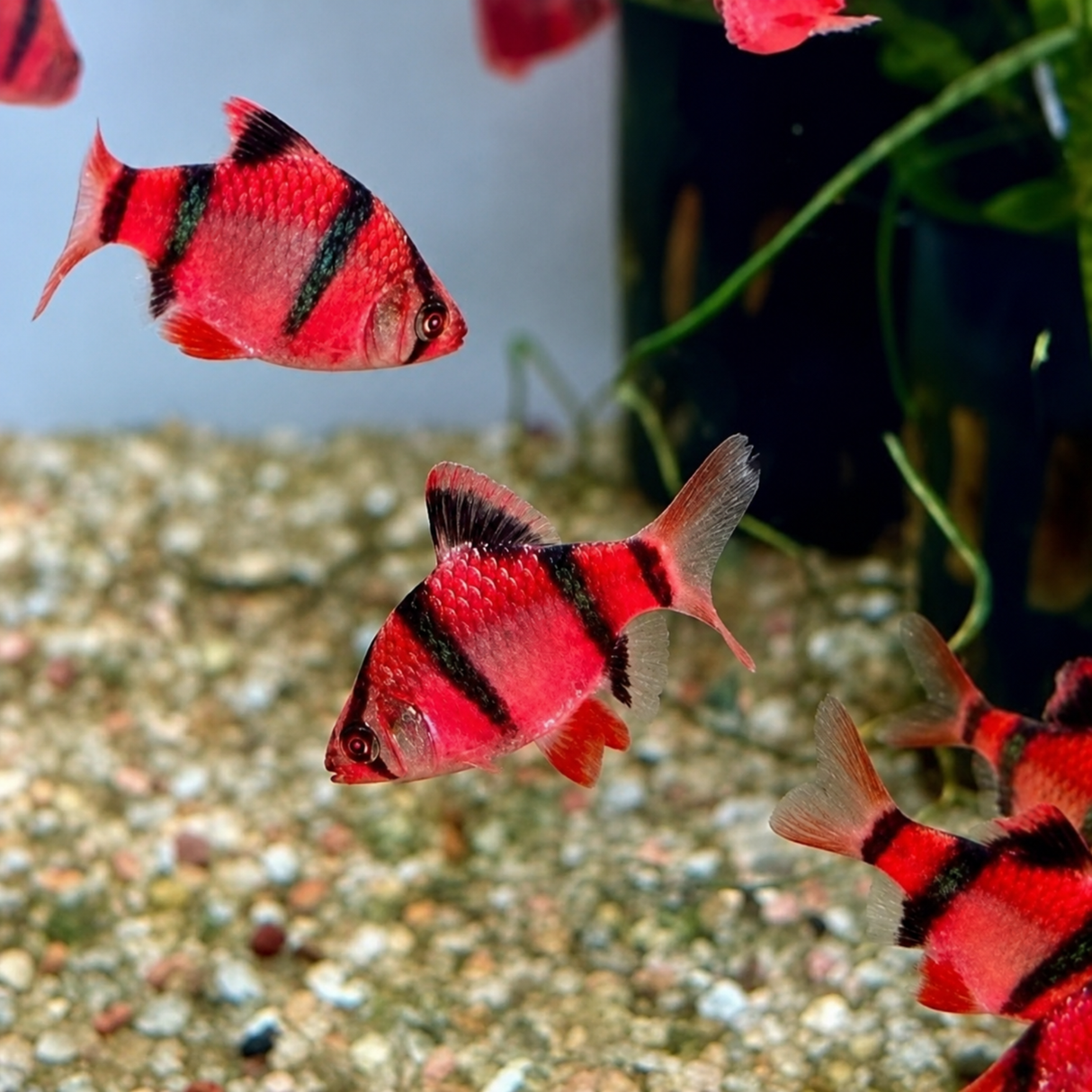 Live Fish Red Tiger Barb Balloon | Single