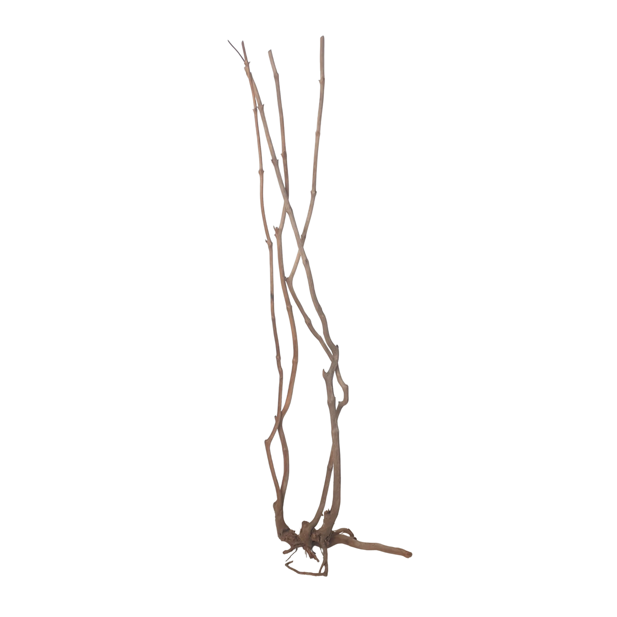 Stem Driftwood SD12 | L*W*H = 16*16*58 Inches