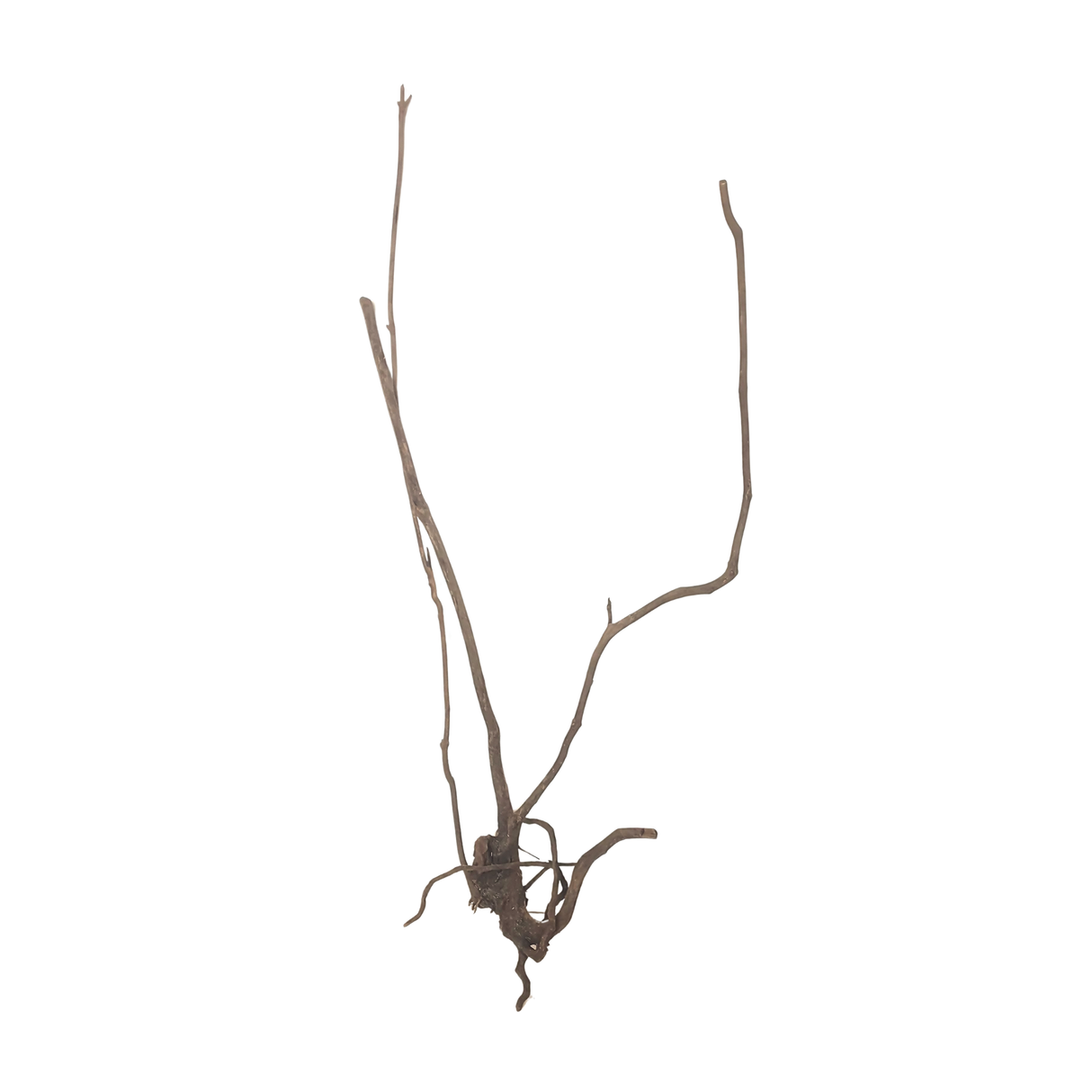 Stem Driftwood SD13 | L*W*H = 22*11*48 Inches