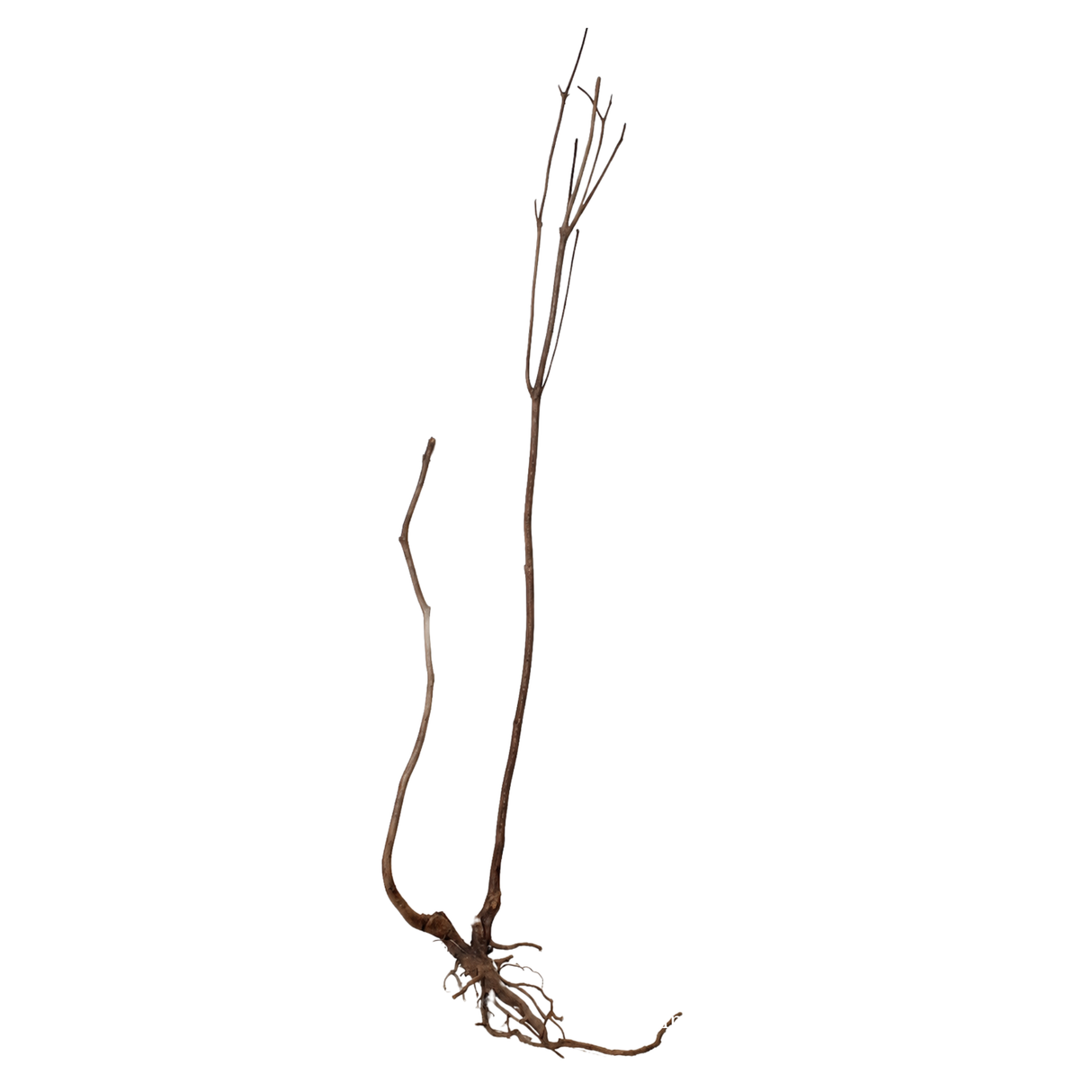 Stem Driftwood SD14 | L*W*H = 22*21*63 Inches