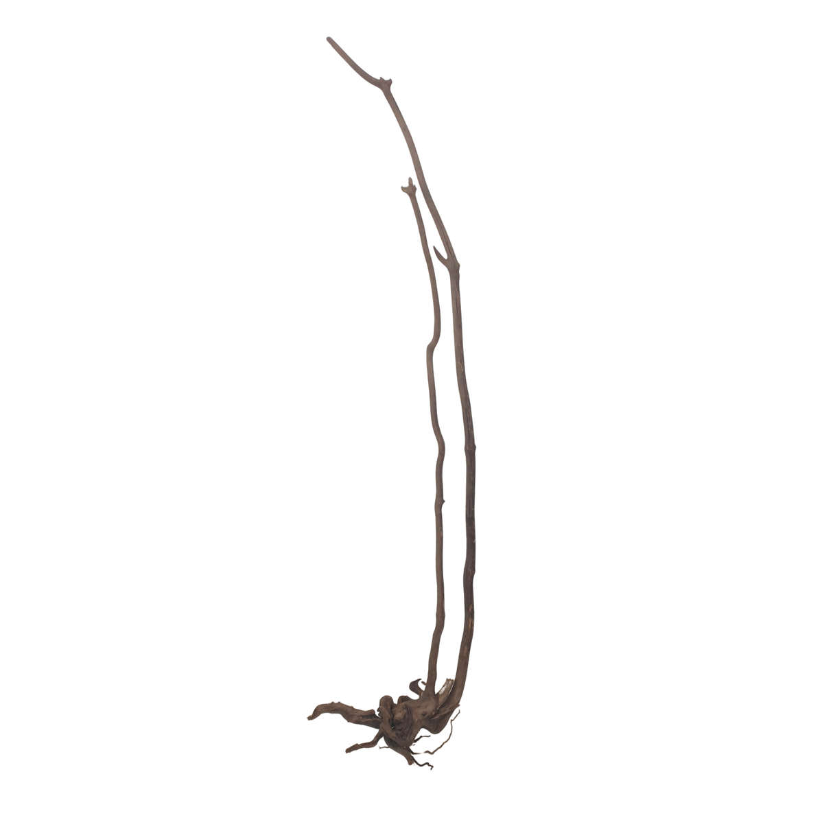 Stem Driftwood SD17 | L*W*H = 16*14*53 Inches