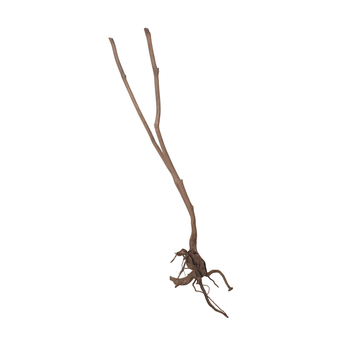 Stem Driftwood SD26 | L*W*H = 28*18*52 Inches