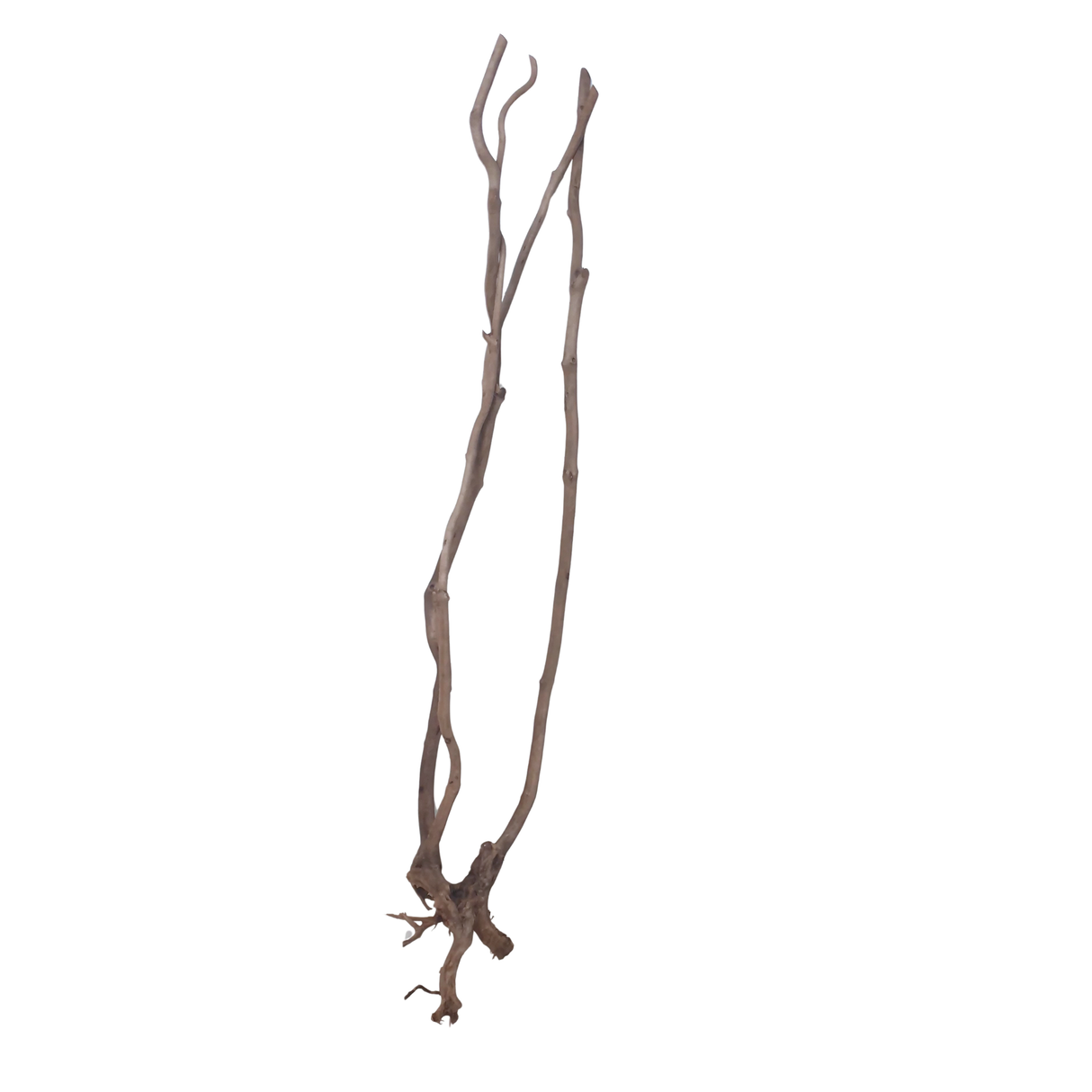 Stem Driftwood SD6 | L*W*H = 11*15*56 Inches