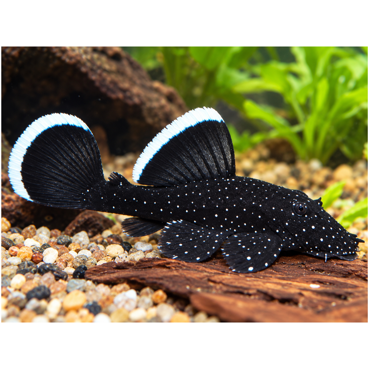 Live Fish Algae Eater Star light Pleco L-183 Model (2 Inches) | Single