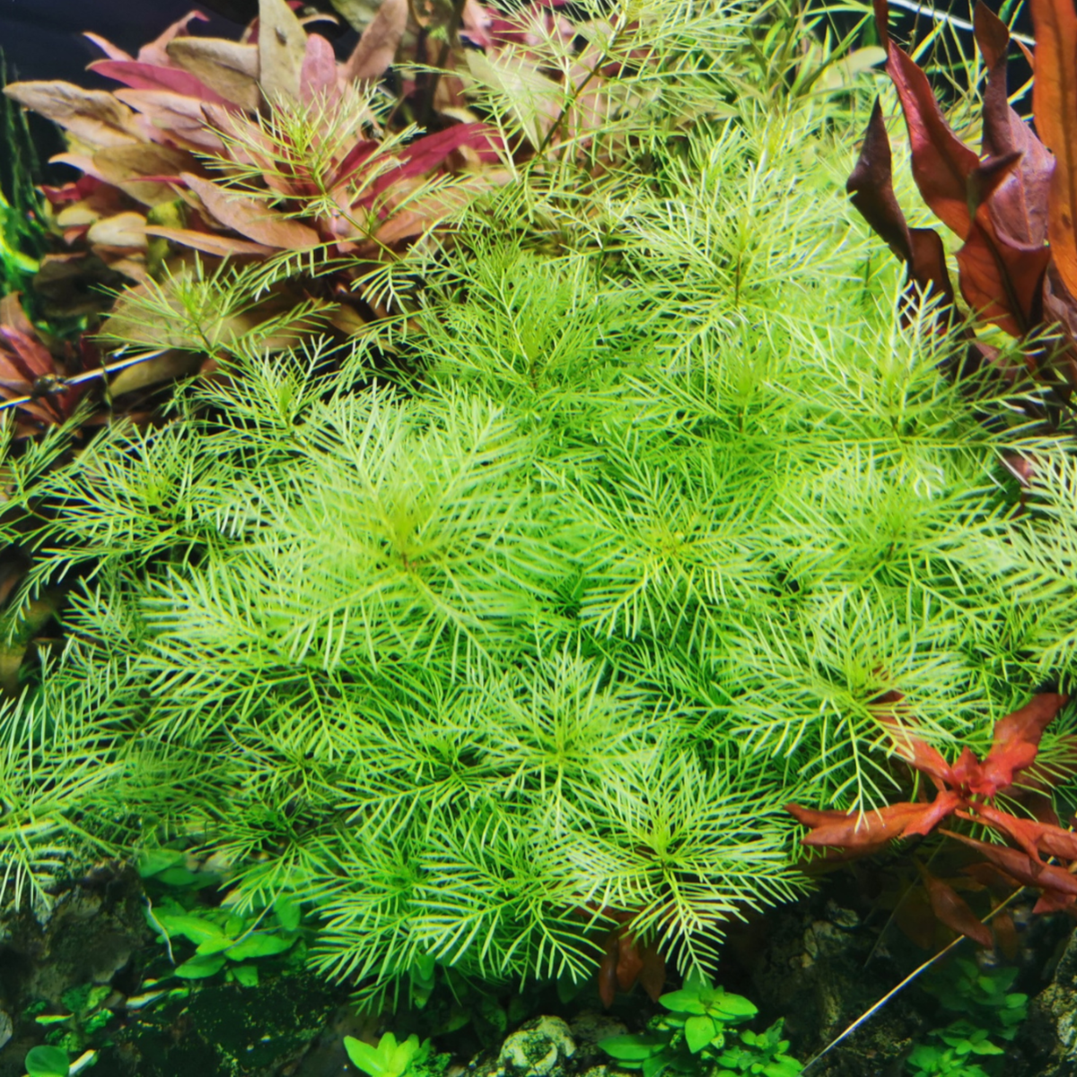 Sreepadma C73 Myriophyllum Mattogrossense | TC Live Plants