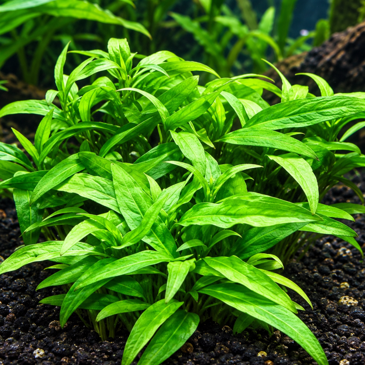 Sreepadma A29 Staurogyne Porto Velho | TC Live Plants