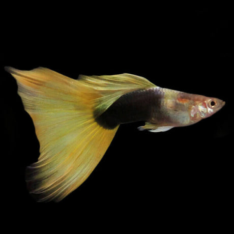 Guppy Yellow Taxi