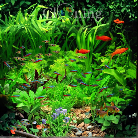 The Best Community Fish for Planted Aquariums: Build a Peaceful, Beautiful Underwater World
